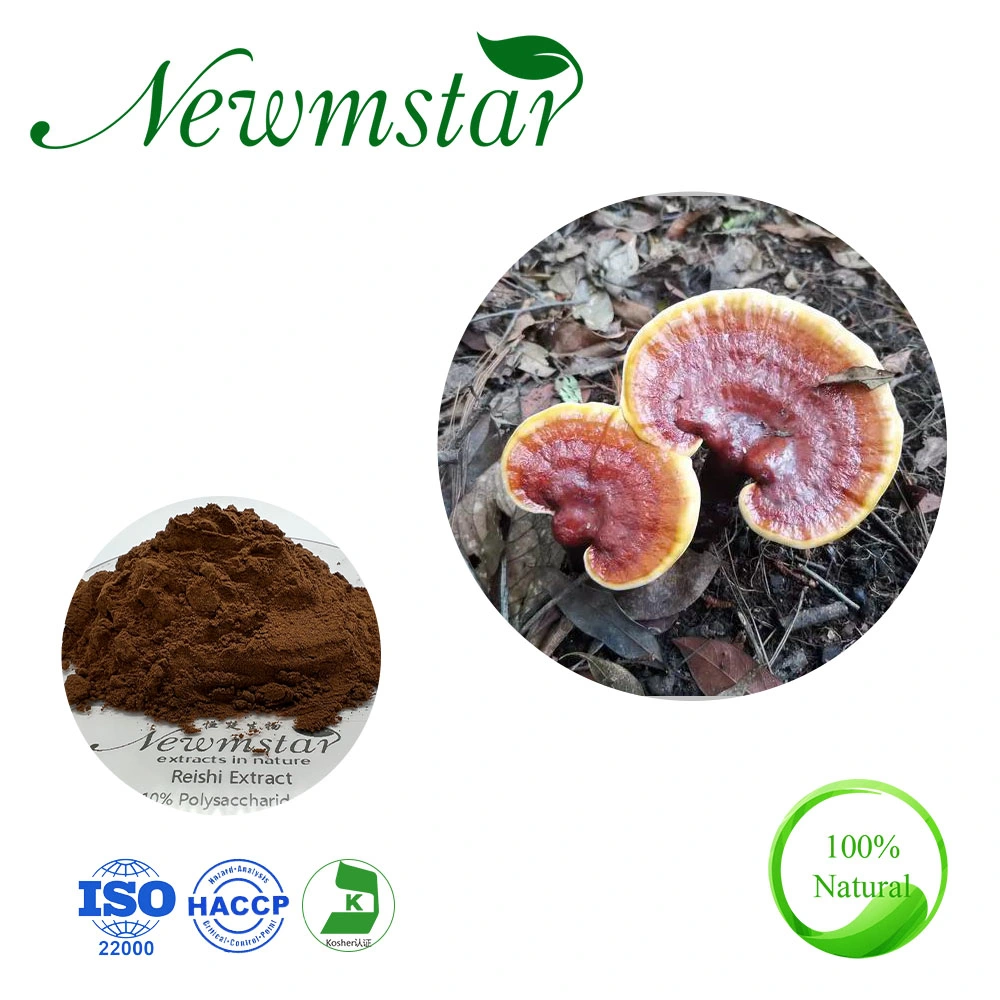 Natural Pure Polysaccharides 10% Mushroom Extract/Reishi Extract
