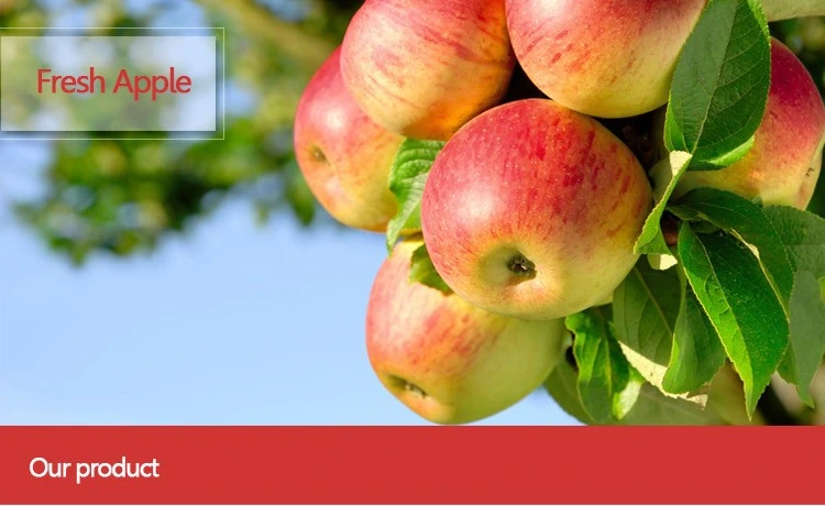 2021 New Fresh Fruits Red FUJI Apples Best Quality and Cheapest Price in China for Export