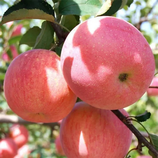 China Sweet Fresh Royal Gala Apple Fresh FUJI y Red Star Apples y otras frutas frescas a precio mayorista a granel para exportación